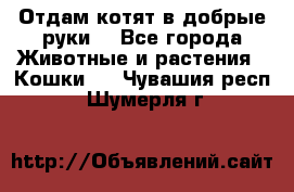 Отдам котят в добрые руки. - Все города Животные и растения » Кошки   . Чувашия респ.,Шумерля г.